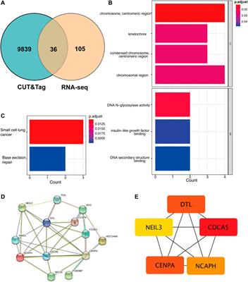 YAP-mediated mechanotransduction in urinary bladder remodeling: Based on RNA-seq and CUT&Tag